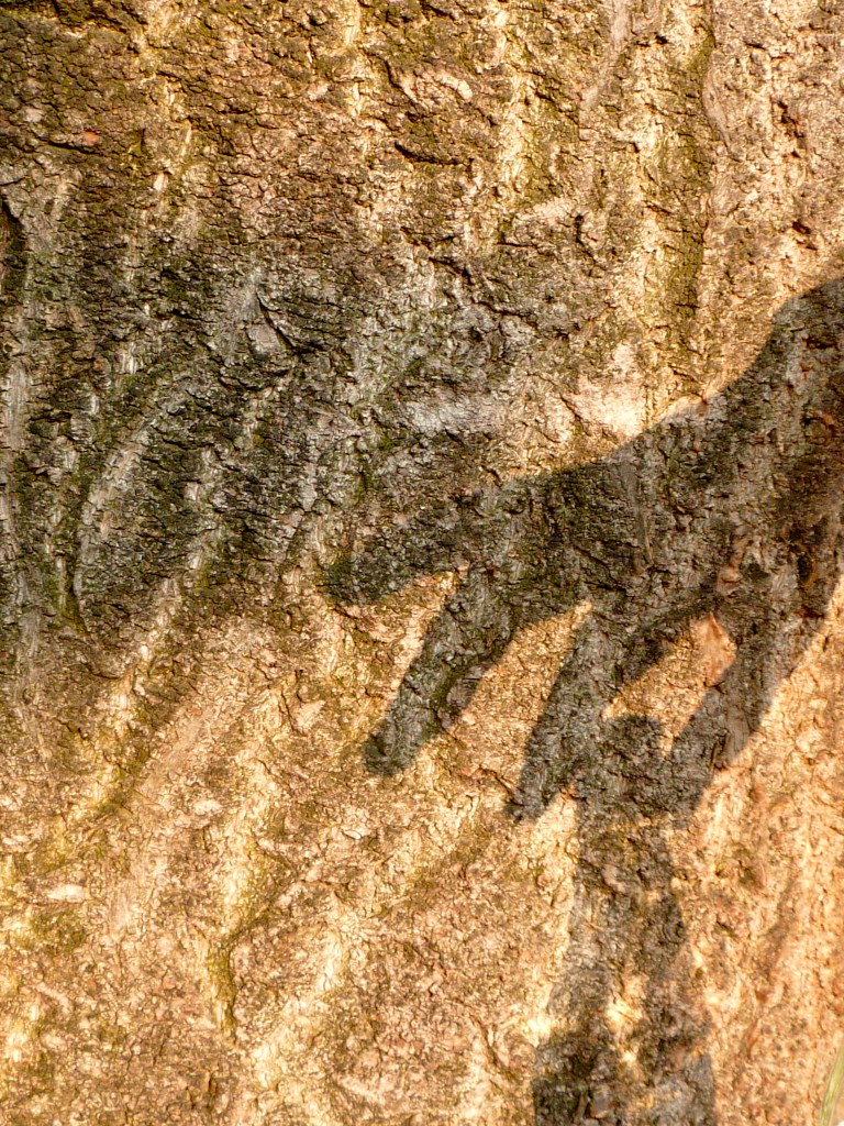 ombre maim et bouteille sur tronc d'arbre