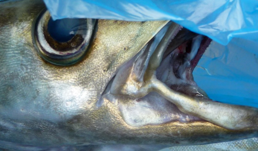 tête de poisson mort